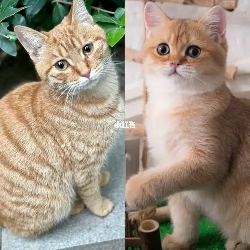 小区有4个橘猫都长得好漂亮,脸形圆圆的,眼睛距离较近,眼神有点小担忧