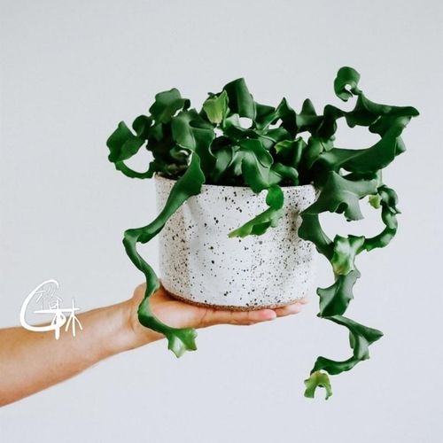 卷叶昙花 会卷叶子的花奇特造型昙花一现观赏形多肉植物