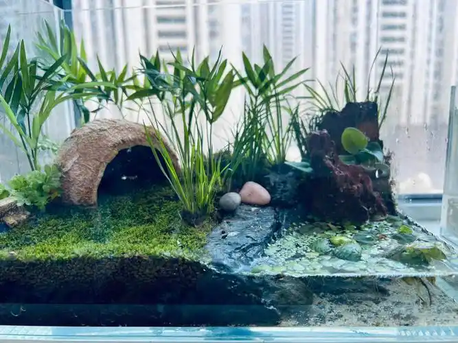 角蛙造景热带雨林缸教程