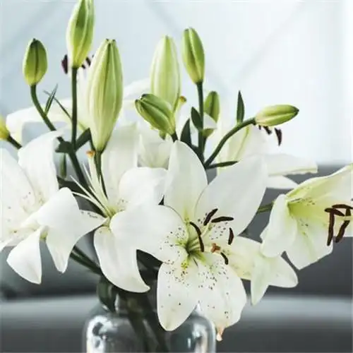 百合花头像图片