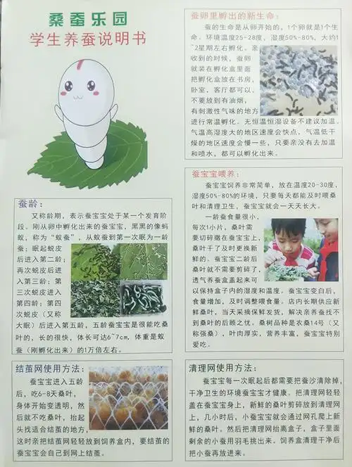 蚕宝宝蚕卵蚕种活体学生养蚕套装彩丝金丝新鲜嫩桑叶 养蚕小工具 学生