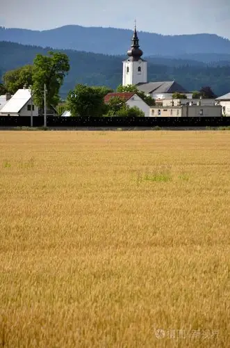 基督教教会作为组成部分的村庄,山林中背景,黄色的谷田,在前景