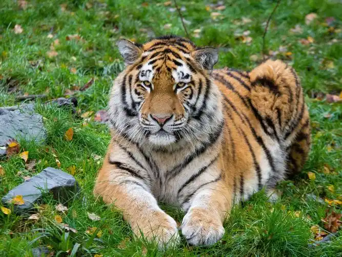 壁纸 老虎休息,正面图,大猫 3840x2160 uhd 4k 高清壁纸, 图片, 照片