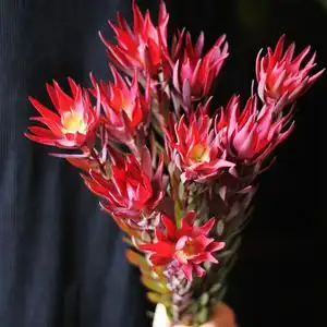 南非进口花材红色木百合高档配花花期长可做干花北京鲜花速递