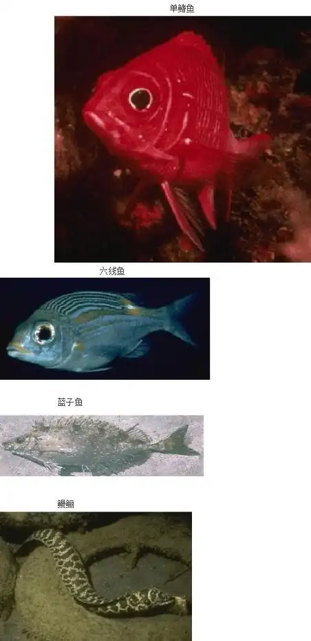 常见海鱼及名称