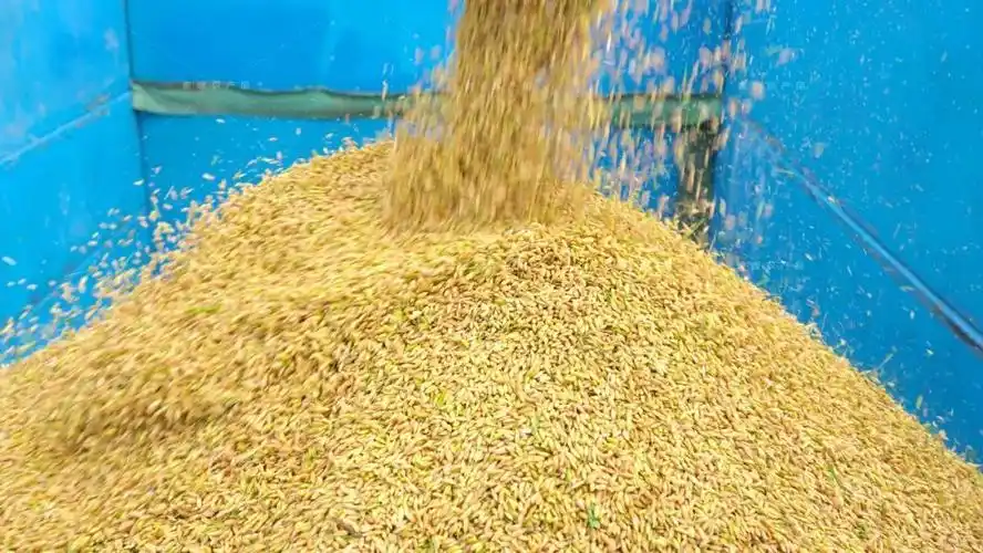 家绿松江大米新米开售|丰收_新浪财经_新浪网