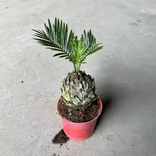 小型盆景铁树-小型盆景铁树厂家,品牌,图片,热帖-阿里巴巴