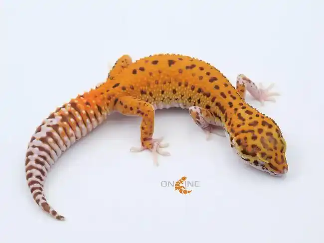 守宫在线2018年培育方向豹纹守宫篇