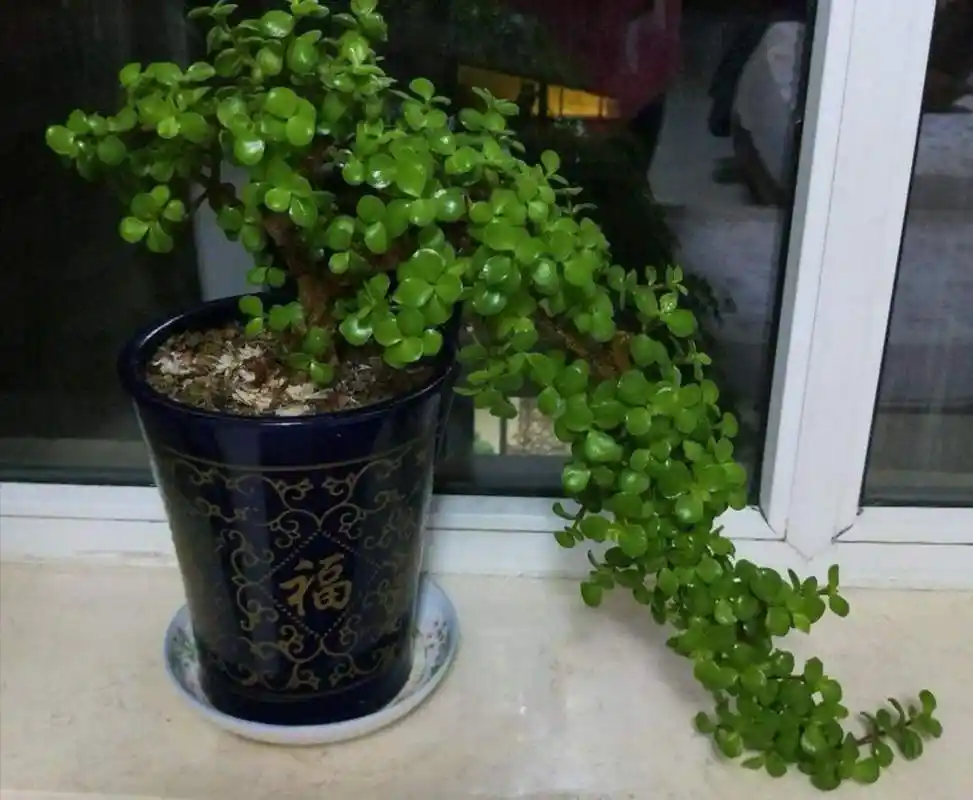 金枝玉叶常见的3种造型,照着养"颜值"翻倍,身价翻数倍