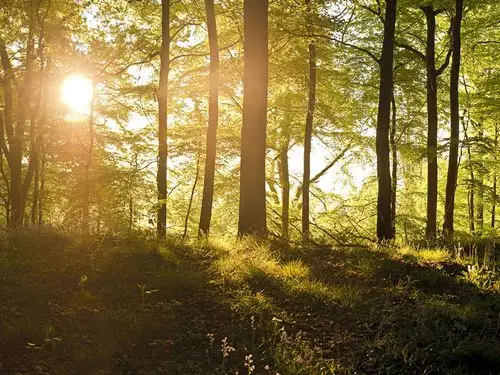 野外树林中的日出-windows自然风景壁纸