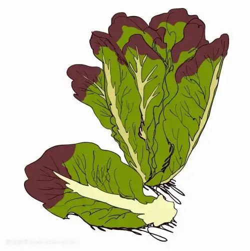 生菜儿童简笔画