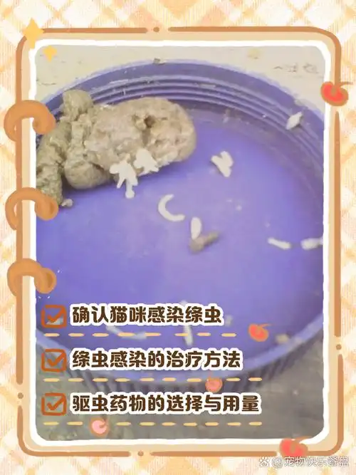 猫绦虫怎么彻底清除