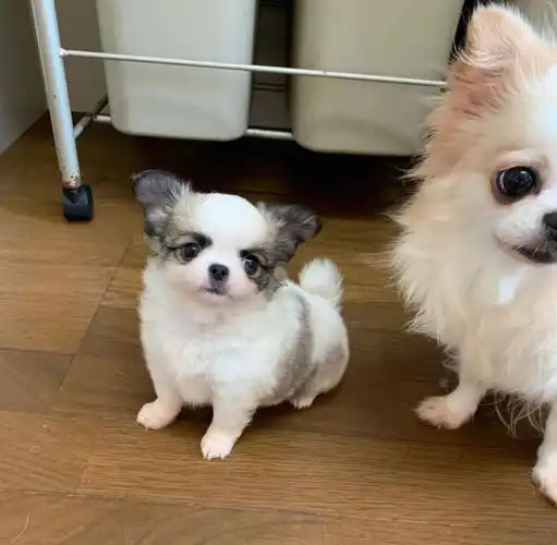 全网最可爱吉娃娃小奶狗