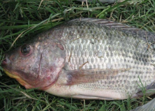 垂钓罗非鱼的小技巧,掌握了这些垂钓技巧,还怕没有收获吗?