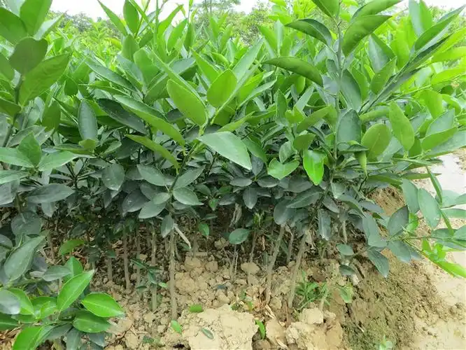 柠檬苗是怎么培育的 产地一手货源