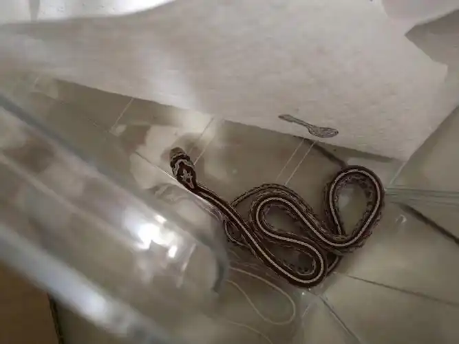 美国玉米蛇原色 显直线完美魔鬼三叉纹深圳同城私聊_哔哩哔哩