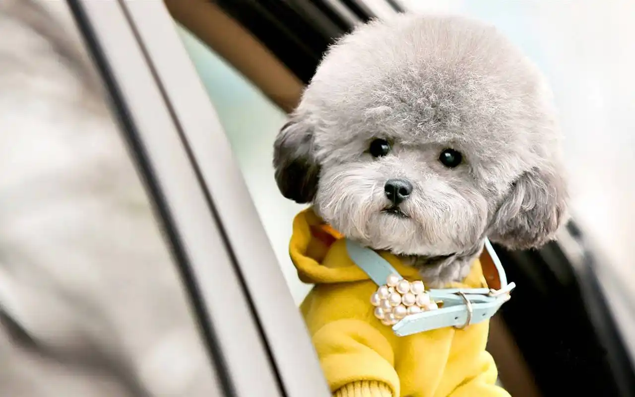 泰迪狗的优点,十个宠主至少有一个养泰迪!_狗狗_毛发_城市