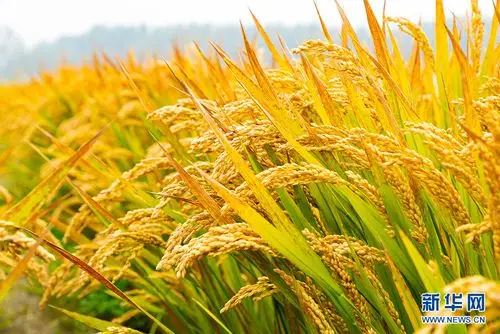 这秋色也太美了!