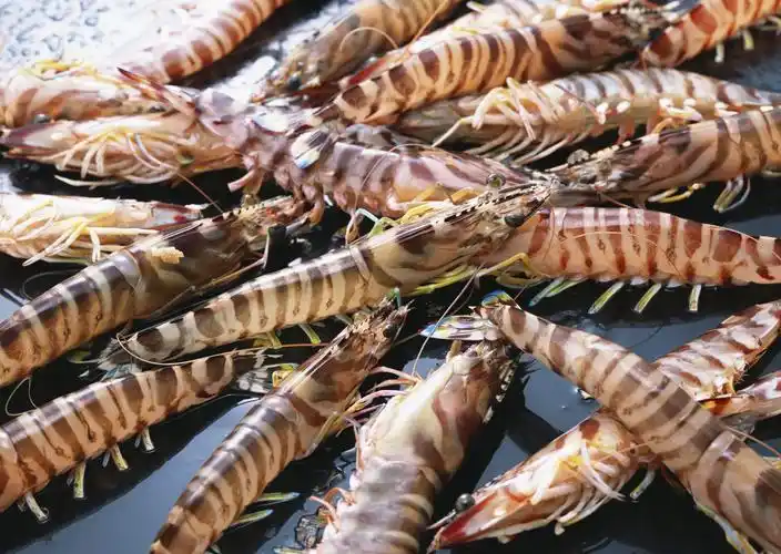 美味的大虾图片海鲜虾对虾大虾青虾河虾草虾