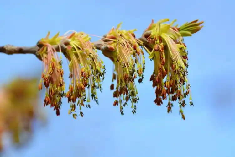 白蜡树花穗原创拍摄