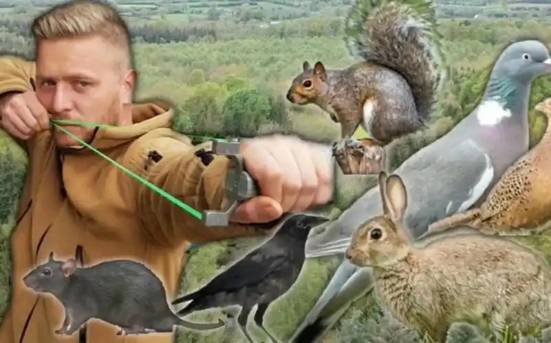 弹弓打鸟狩猎合集!没想到弹弓练好了竟然也可以百发百中!