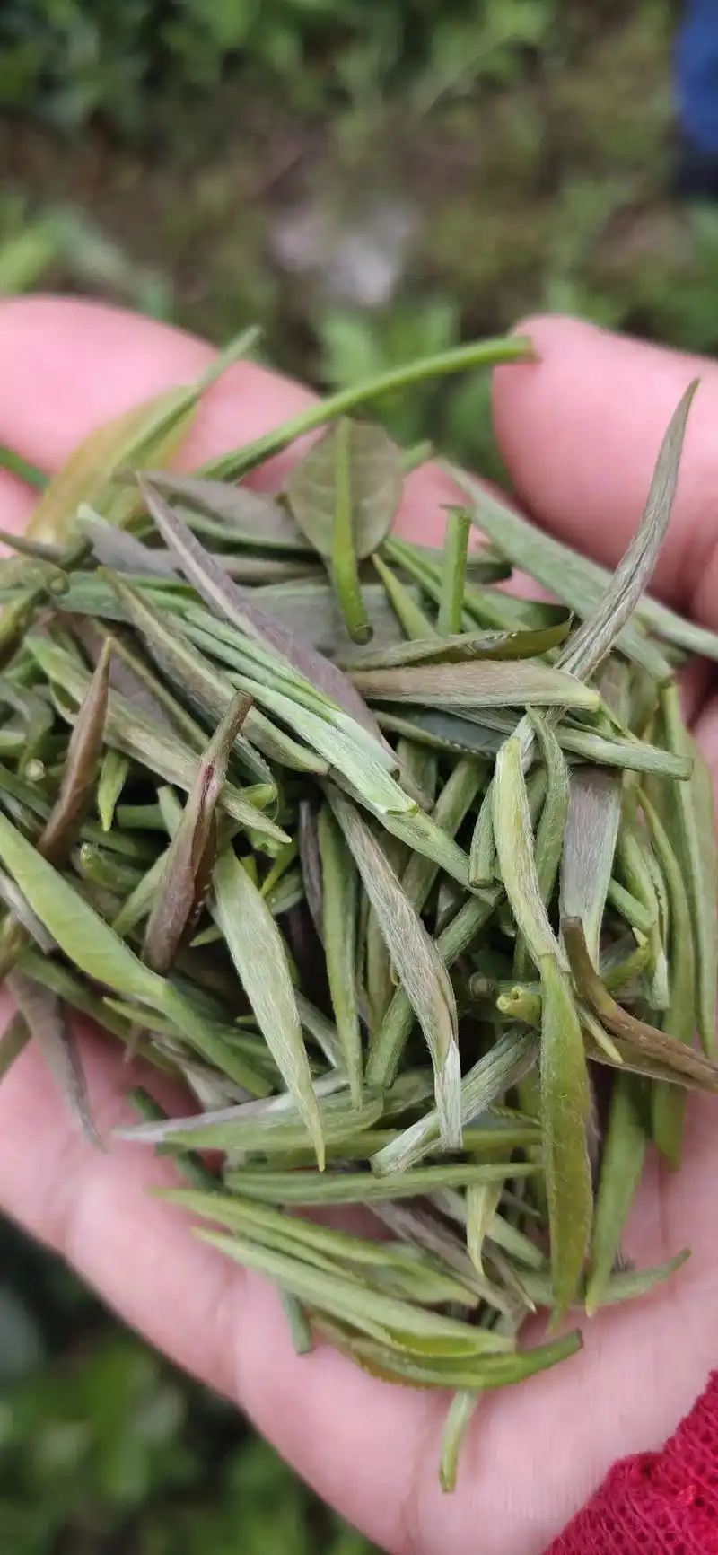 卖自家的茶叶,真正的高山,茶要宣传,但不打扰.合适～您今天下 - 抖音