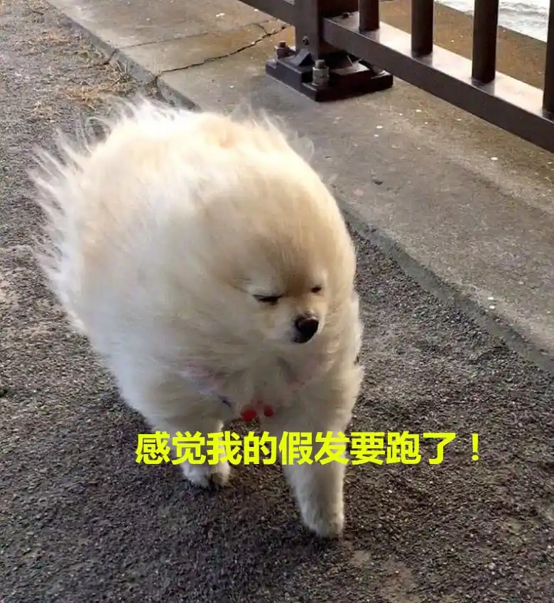 北京这两天风有点大,狗狗出门被吹成这样:铲屎官笑喷
