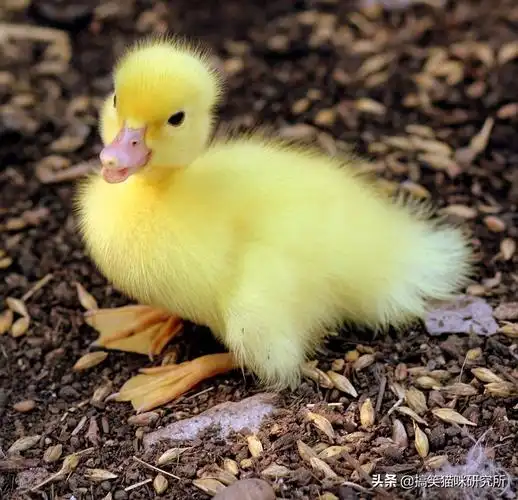 一组元气满满的小鸭子照片,充满活力与搞笑,原来它们都是表情包