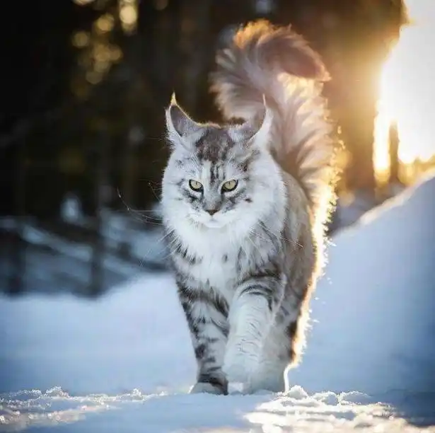 喵界总裁,帅气冷酷,霸气型猫咪缅因猫