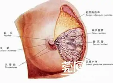 乳腺包块的介绍