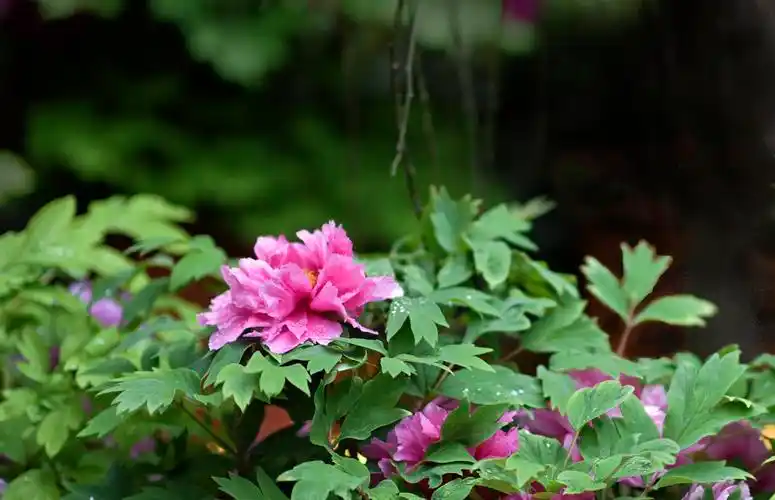 国色天香——张焕贤牡丹花摄影作品选