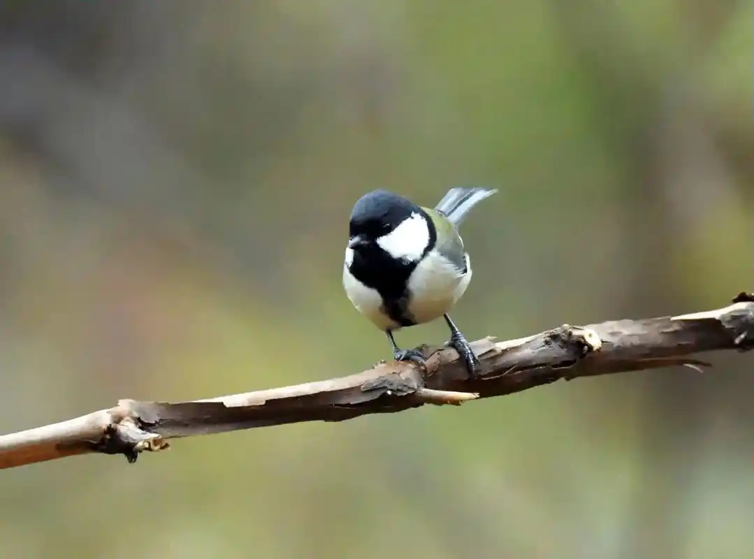 大山雀#愉快的周末时光 #野生鸟类摄影  - 抖音