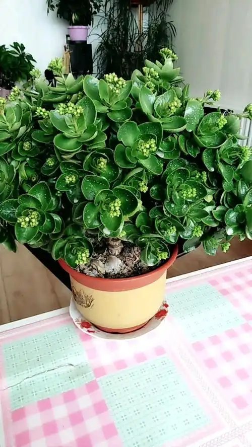 四年长寿花老桩