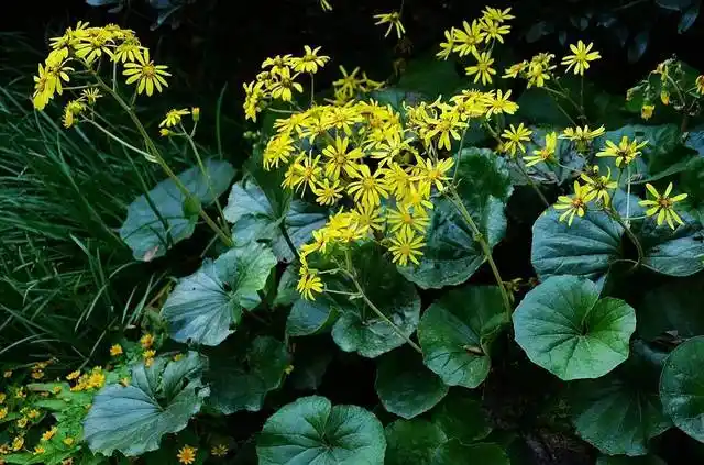乡土植物|大吴风草:秋风中一抹金黄