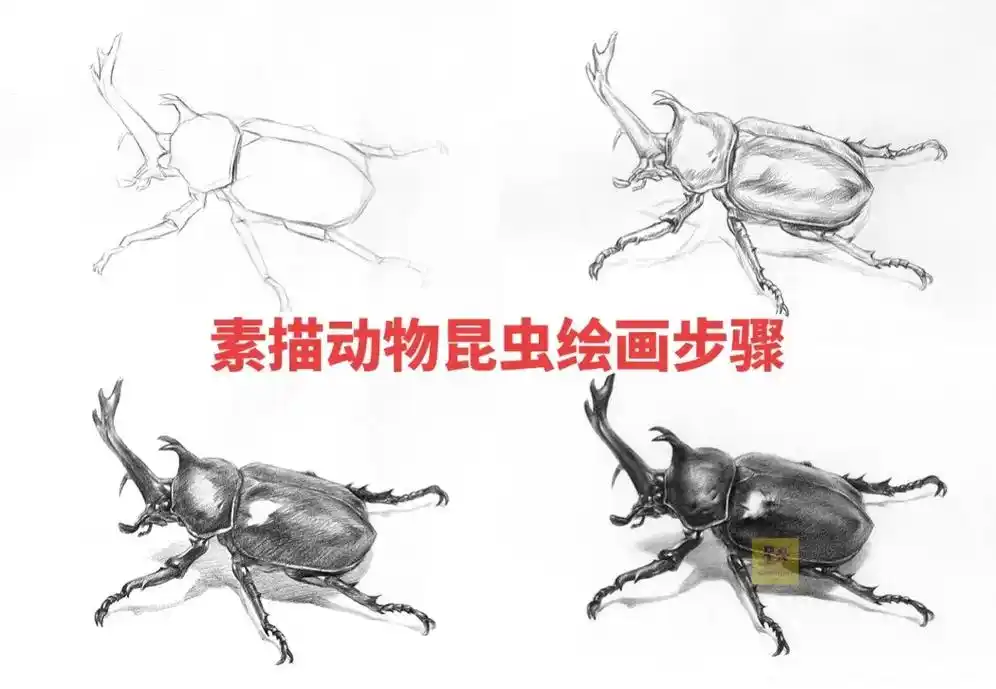 素描动物昆虫手绘甲虫绘画步骤教程.