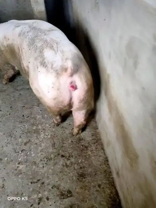 后备母猪水门红不是发情的表现