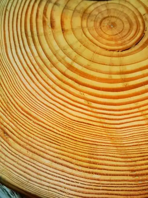 树一年向外向上成长的经历,也是获取营养光照雨水的成就,观察到年轮