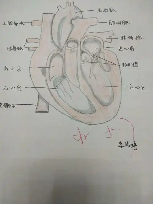 通过这次心脏结构图的绘制,同学们对心脏结构有了新的认识.