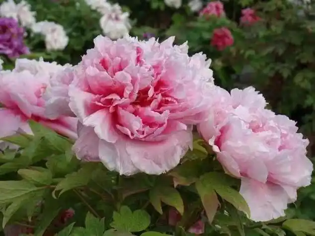 牡丹花pk,谁才是名品中的王者?