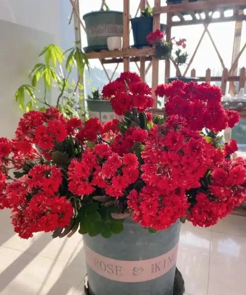 长寿花羽叶红宝石(红宝石长寿花图片)-第3张图片-辉嘻哈