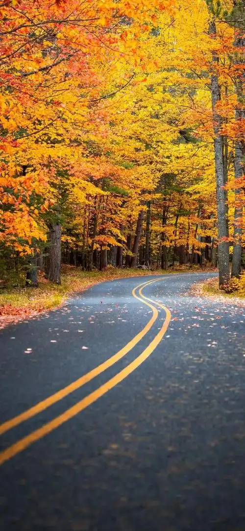 唯美秋色壁纸__财经头条