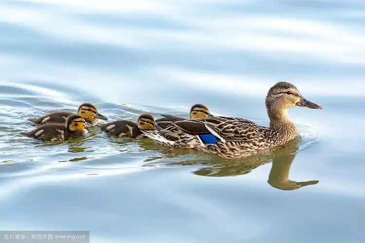 鸭妈妈带着她的小鸭子在水里游泳
