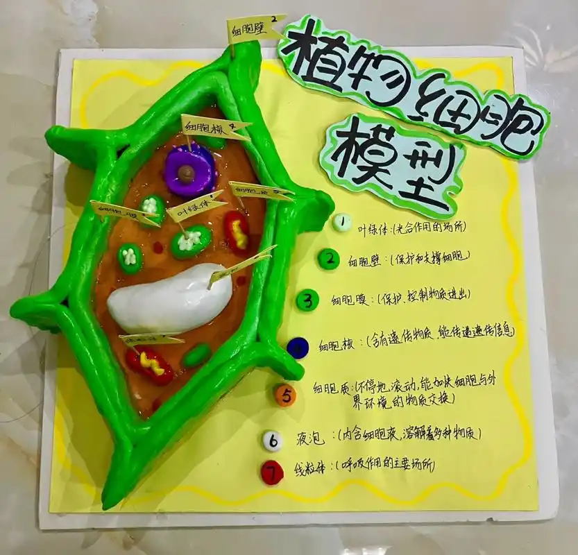 初一生物黏土模型(植物细胞) 就是说毕竟是美术老师,咱不能输 参考了