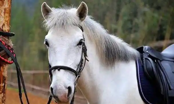 小白龙本是龙,如来为啥还要将他推入化龙池?你看观音对他干了啥