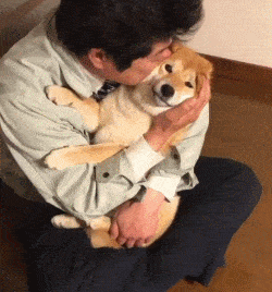 表情包杂集猛狗哭泣