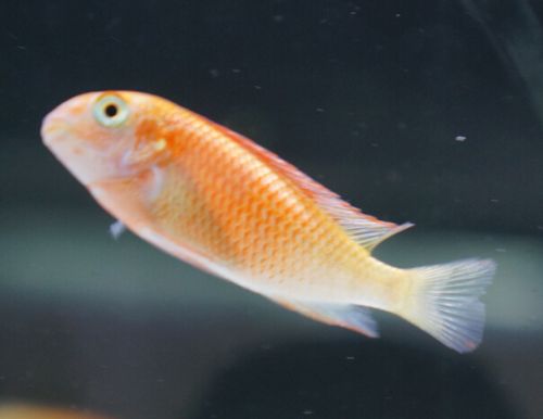 龙巅玩家水族 三湖慈鲷 坦鲷 凤蝶 火狐狸 白子 热带观赏鱼活体