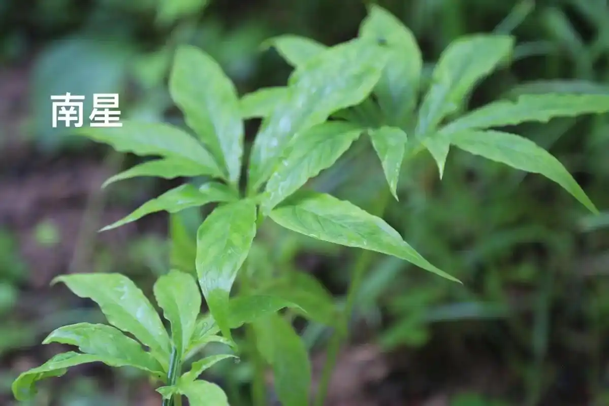 半夏三片叶 南星一把伞 重楼伞上又加一把伞  外型相似 功效 - 抖音