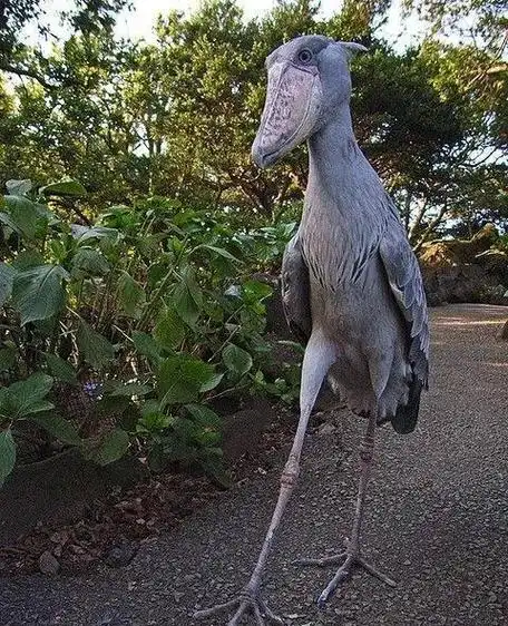 世界上最愣的鸟,盯着它看可以有效降低智商