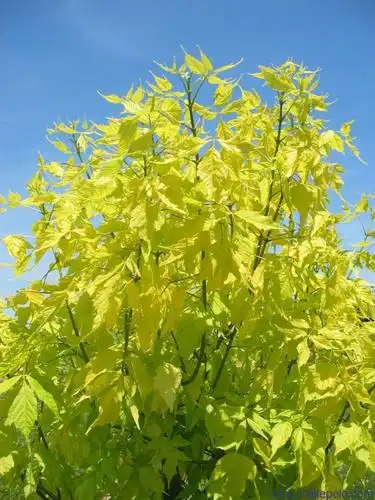 金叶复叶槭,金叶复叶槭价格,金叶复叶槭小苗