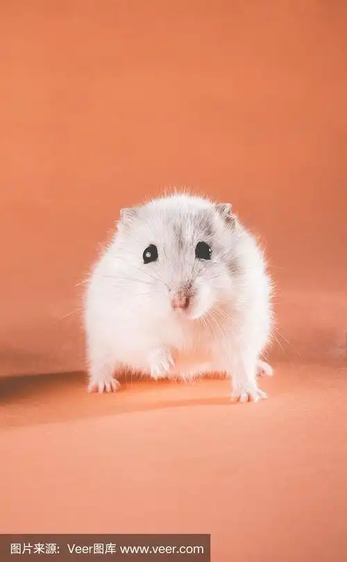 仓鼠,可爱的,准噶尔,脸颊,垂直画幅